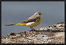 Grote Gele Kwikstaart, Grey Wagtail, Motacilla cinerea Location: Twente, the Netherlands grote gele kwikstaart MG 8705 kopie